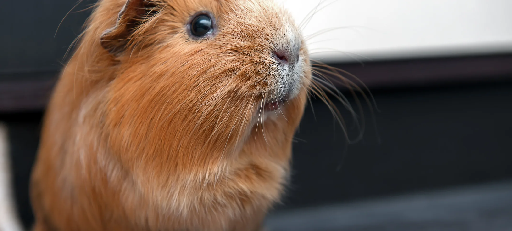 Guinea Pig sitting inside